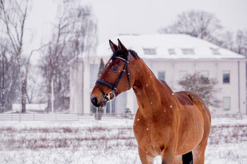 Portrait of horse running in the snow