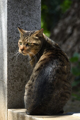 Brown mackerel tabby cat looking back.