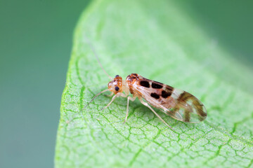 psocoptera crawl on green plants