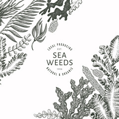 Seaweed design template. Hand drawn vector seaweeds illustration. Engraved style sea food banner. Retro sea plants background © lubovchipurko