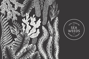 Seaweed design template. Hand drawn vector seaweeds illustration on chalk board. Engraved style sea food banner. Vintage sea plants background