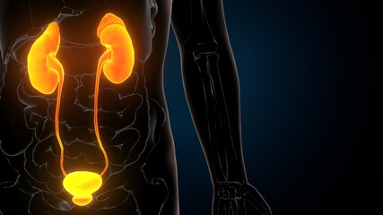 3d illustration of human urinary system kidneys with bladder anatomy - obrazy, fototapety, plakaty