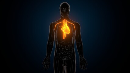 Fototapeta na wymiar 3d illustration of human body organs heart anatomy 