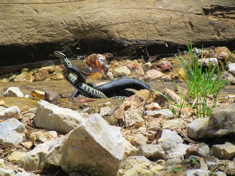 adder snakes