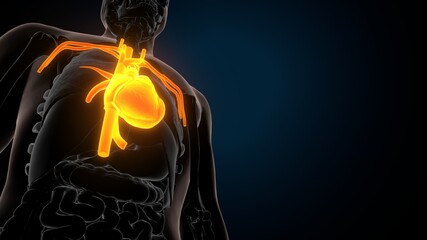 3d illustration of human body organ heart anatomy