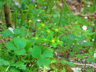 Hacquetia epipactis