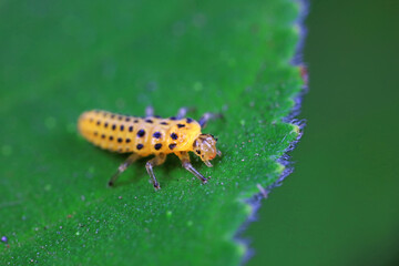 Ladybug larvae live on weeds