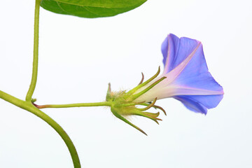 Morning glory fruit in the wild, North China
