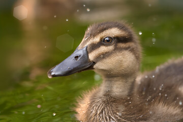 Close up of duckling mixed breed mallard and Indian runner duck