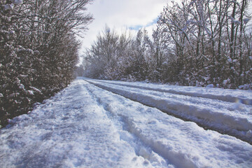 Snowy road between trees