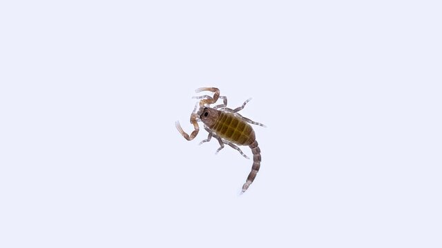 Newborn scorpion Lychas tricarinatus, family Buthidae, Distributed in India. Still soft exoskeleton and poorly developed chelicera and sting (Aculeus)