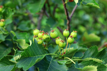 Green hawthorn fruit on branches, North China