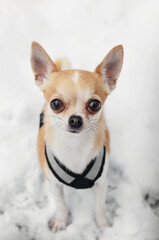 Big eyed light brown chihuahua in the snow