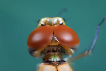 Close up of dragonfly's compound eyes