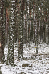 Snowy pinewood with detail of trees