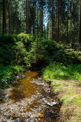 Fototapeta premium forest stream in summer