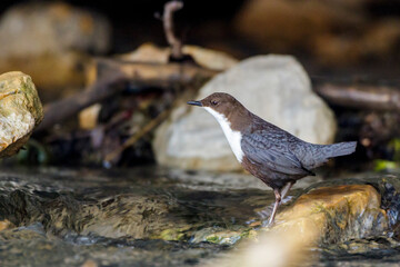 Wasseramsel (Cinclus cinclus)