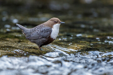 Wasseramsel (Cinclus cinclus)