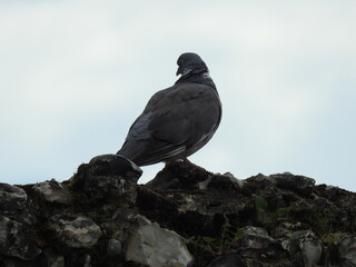 A pigeon on a stone wall
