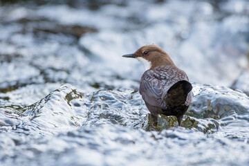 Wasseramsel (Cinclus cinclus)