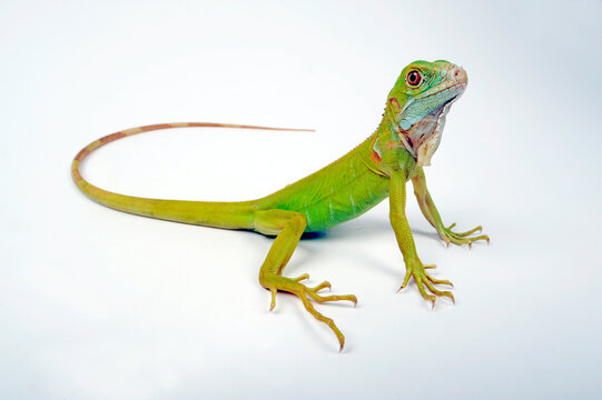 Green iguana, albino // Gr&uuml;ner Leguan, Albino (Iguana iguana)