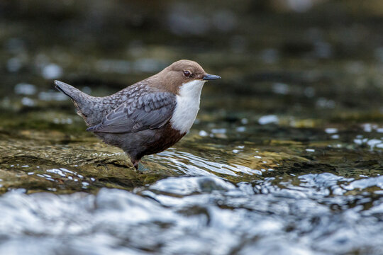Wasseramsel (Cinclus cinclus)