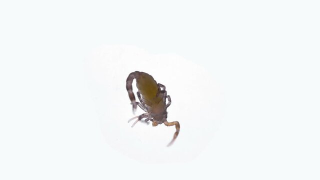 Newborn scorpion Lychas tricarinatus, family Buthidae, Distributed in India. Still soft exoskeleton and poorly developed chelicera and sting (Aculeus)