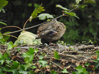 Duck on a horizontal tree trunk by the river