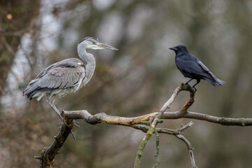 Graureiher (Ardea cinerea) und Rabenkrähe