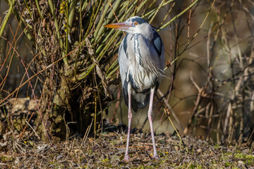 Graureiher (Ardea cinerea)