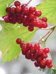 Numerous red round fruits and green leaves