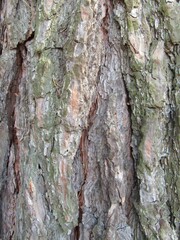 Tree texture. Bark of tree.
