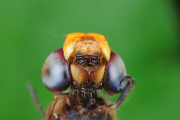 Close up of dragonfly's compound eyes