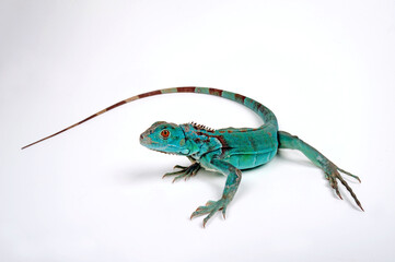 Green iguana, blue colour morph // Grüner Leguan, blaue Farbvariante (Iguana iguana)