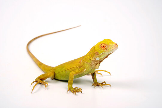 Green iguana, albino // Gr&uuml;ner Leguan, Albino (Iguana iguana)