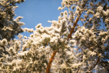 snow tree in bloom