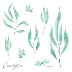 Hand drawn leaves of eucalyptus. Watercolor tropical plants. Elements for wedding invitations