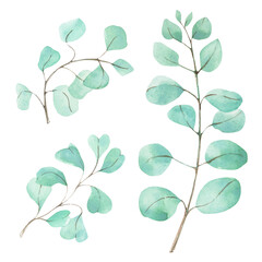 Watercolor tropical plants. Hand drawn round leaves of eucalyptus