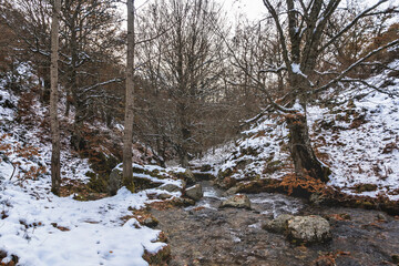 Snowy river surrounded by trees in the pine forest during autumn