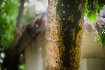 Moss on a palm tree during rain