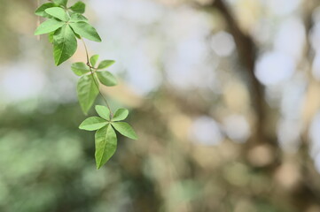 Close-up the leaves against the blurred background.