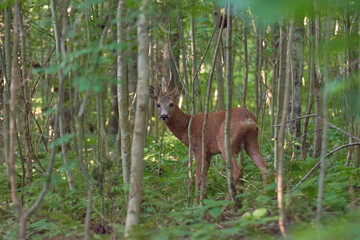 Deer standing behind trees in a forest. Taken in Sweden.