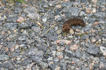 Caterpillar crawling on the ground. Taken in Sweden.