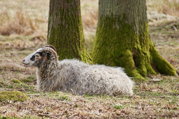 A picture of a goat with long antlers laying on the ground. Taken in Sweden.