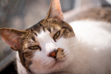 日なたぼっこでくつろぐ猫　キジトラ猫