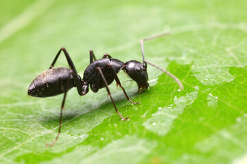 Ants on wild plants, North China