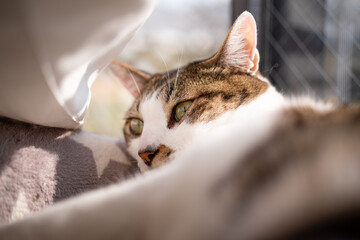 のんびり過ごす猫　キジトラ猫