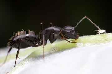 Ants on wild plants, North China