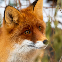 Fototapeta premium Wild fox of Polar Circle on a forest path, North Europe, Kola Peninsula