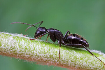 Ants on wild plants, North China